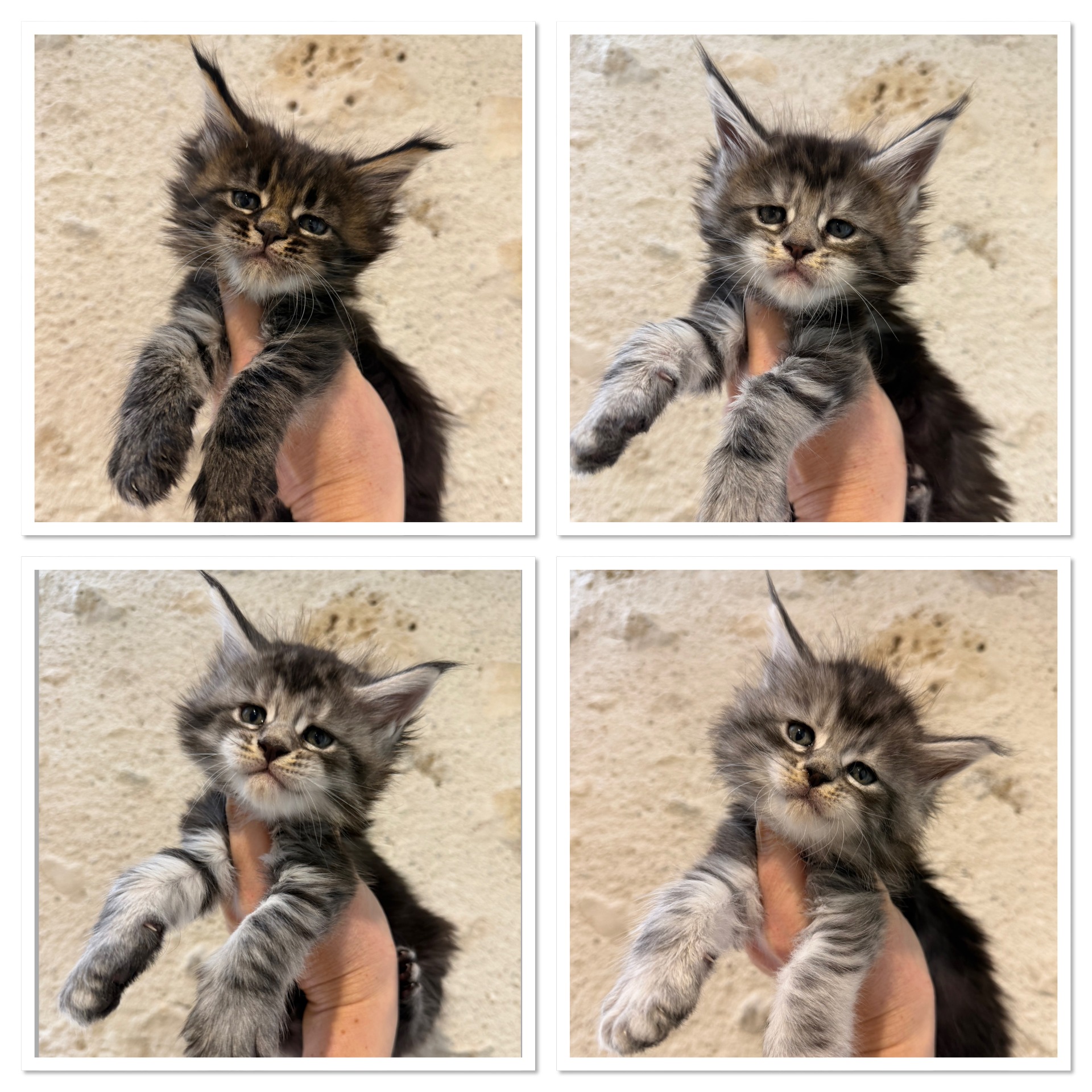 FEMELLES DISPONIBLES