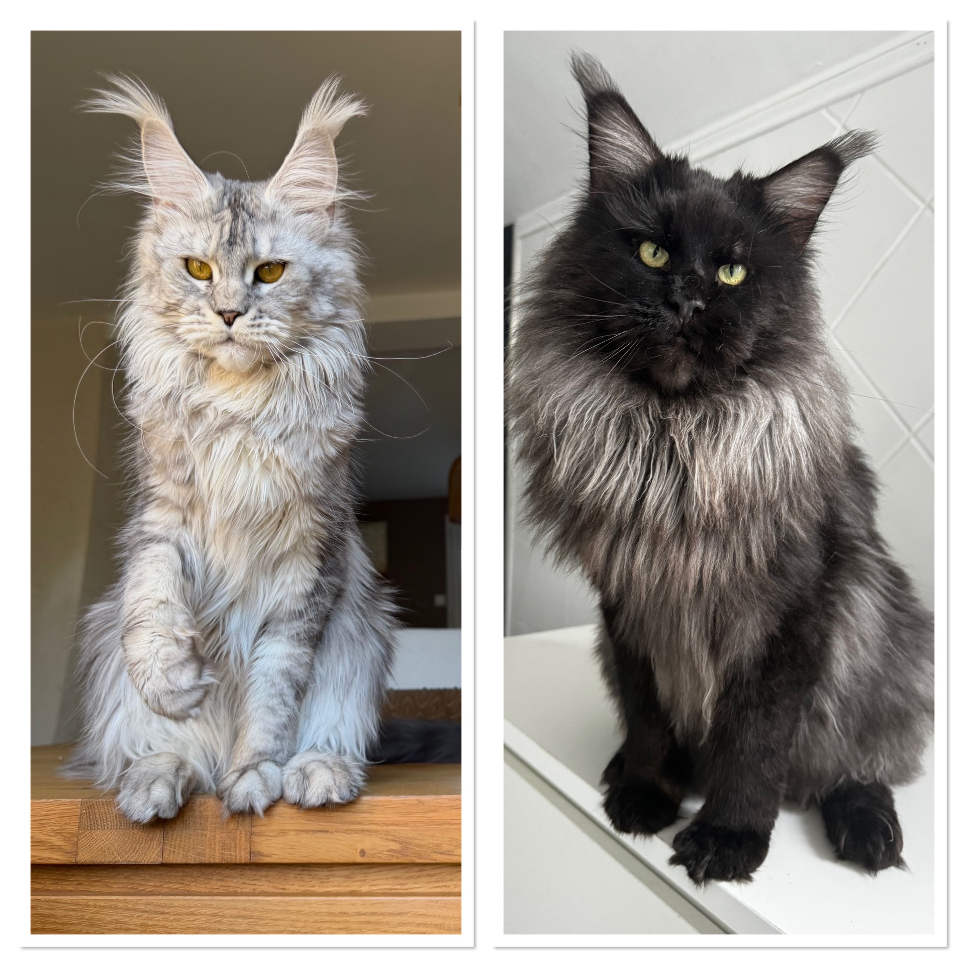 Alaska et Seiko